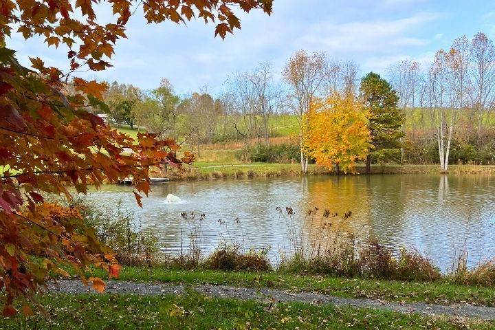 Pond in the fall