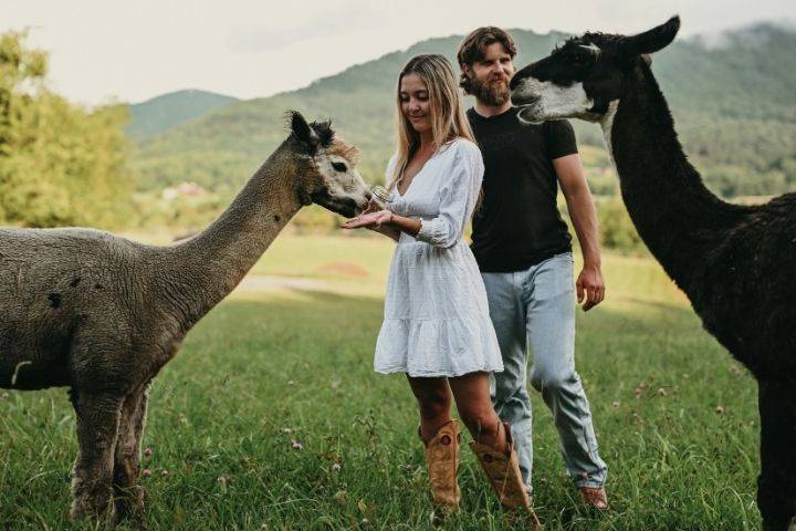 Friendly alpacas and llamas
