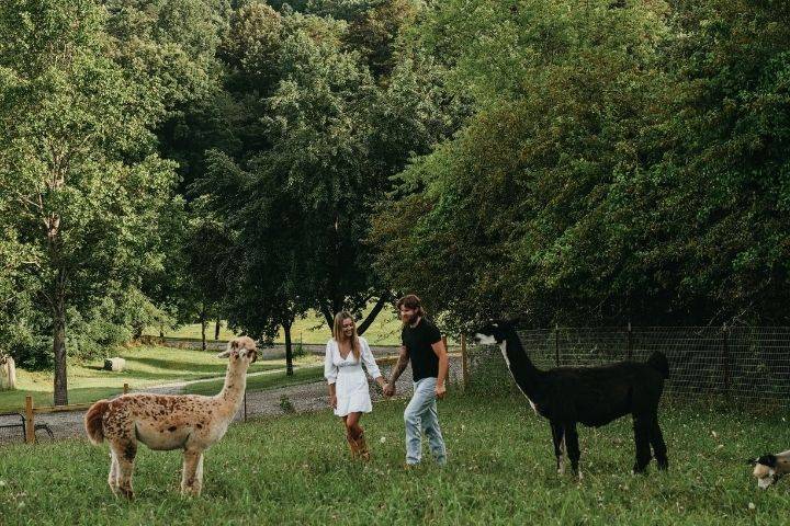 Alpaca photos