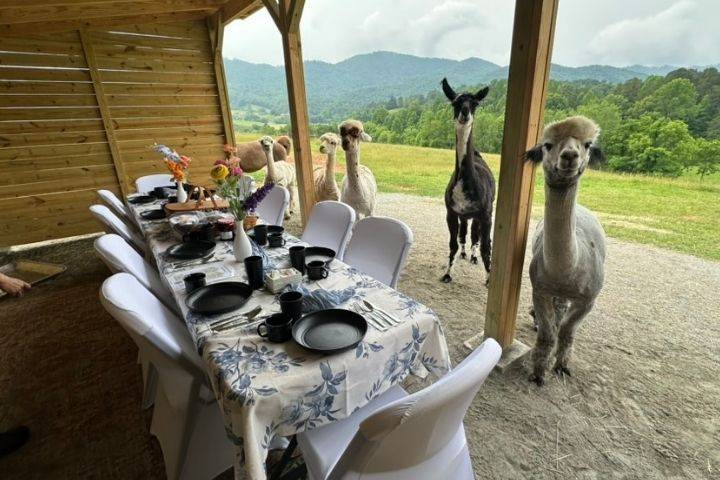 Brunch setup for 10