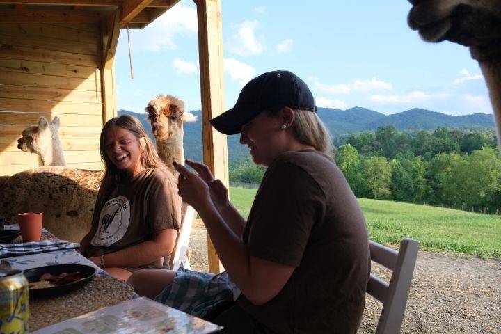 Brunch with alpacas