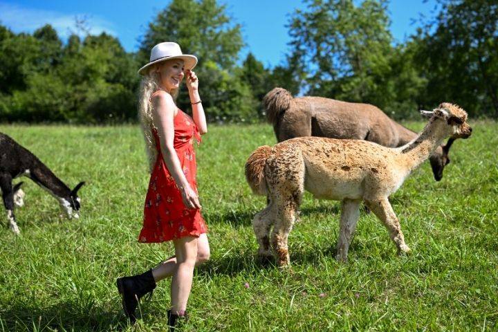 Portraits in lpaca pasture