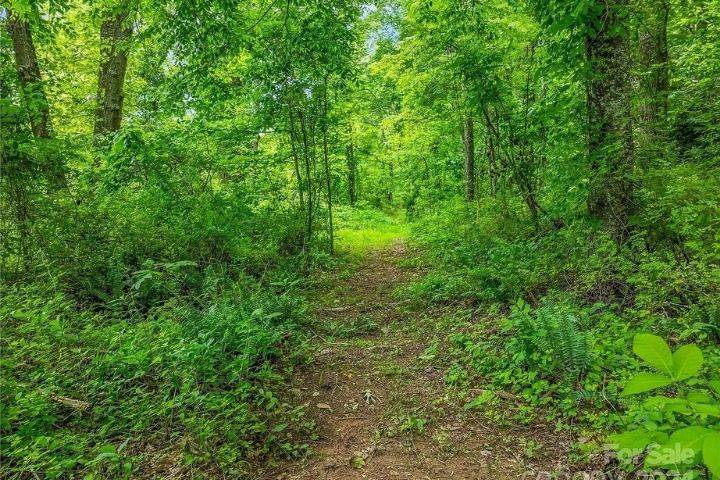 Forest trails