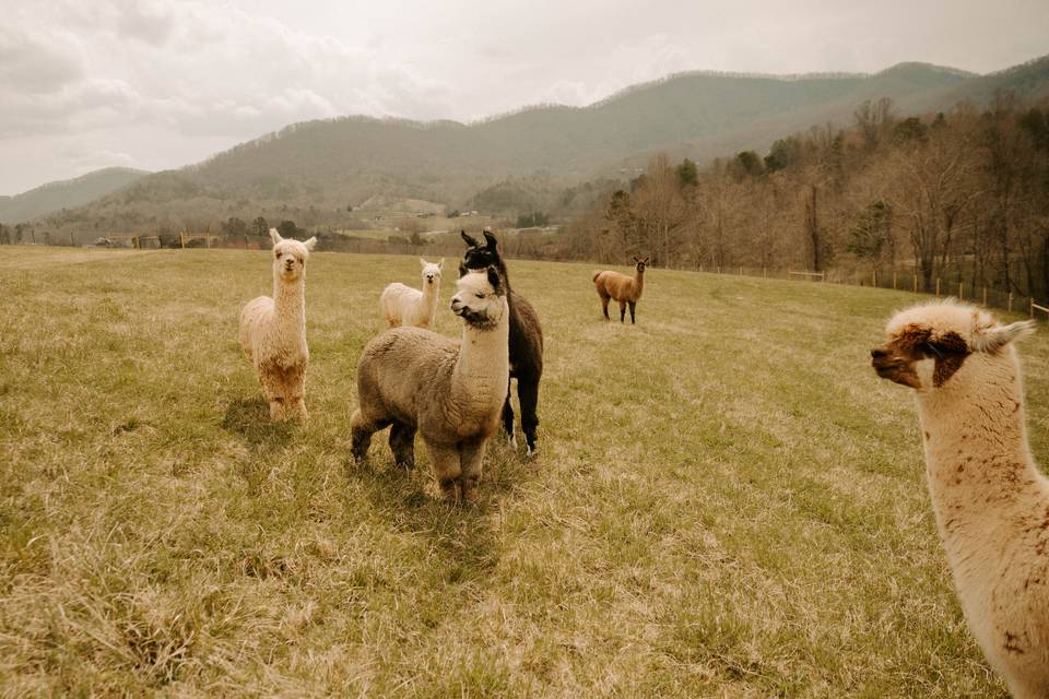 The Alpacas