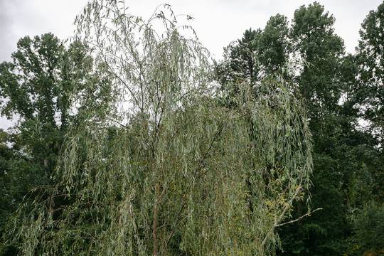 Couple under willow tree