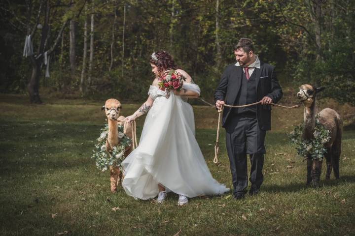 Alpaca Ring bearers