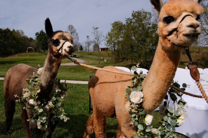 Alpaca Ring Bearers 2