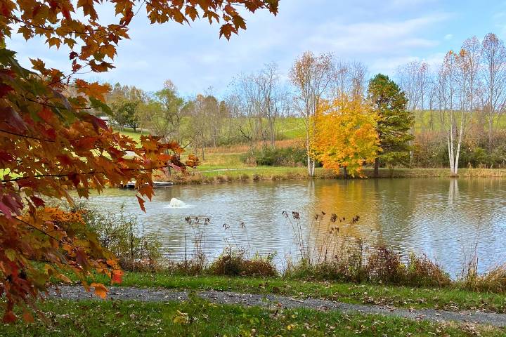 Pond in fall