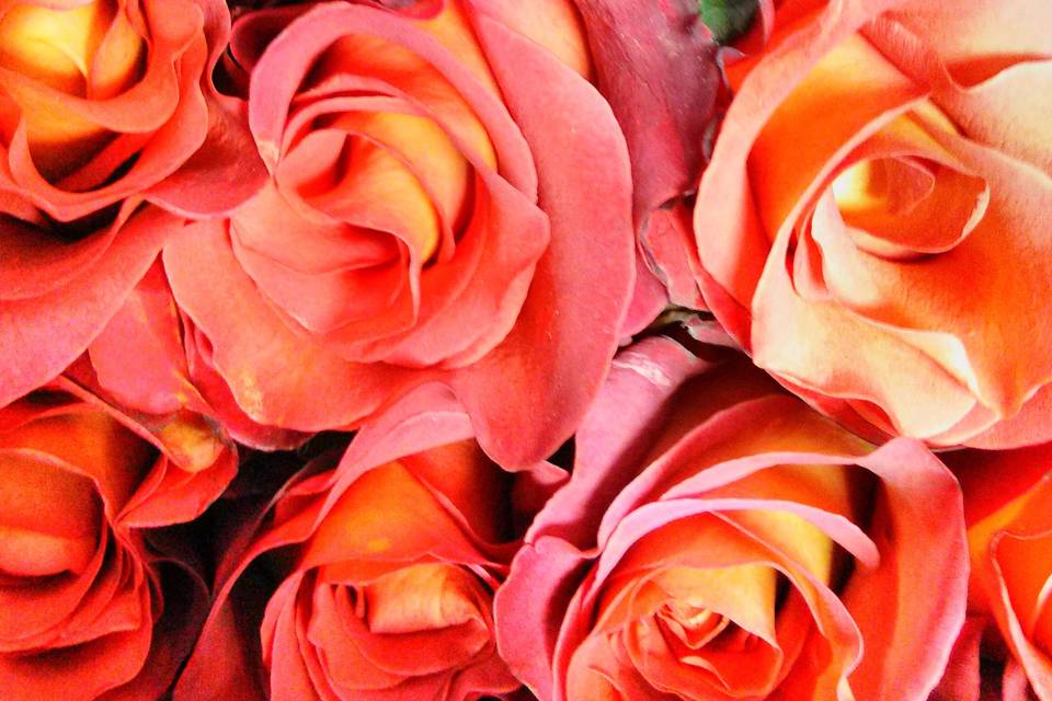 Orange roses