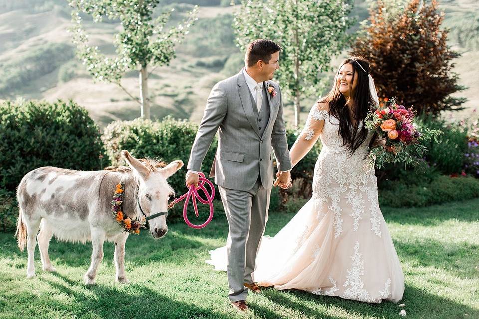 Wedding donkey