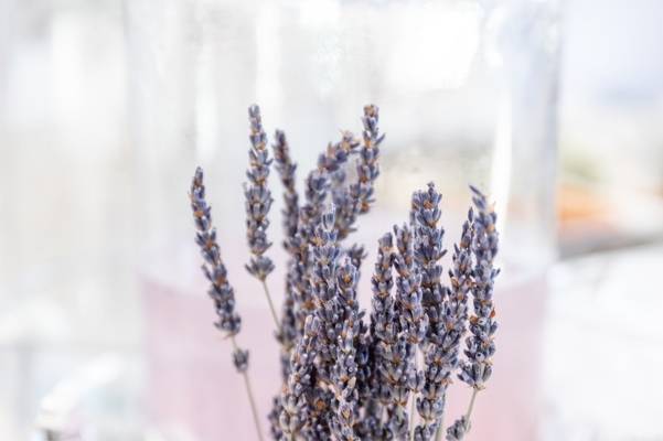 Sprigs of signature lavender