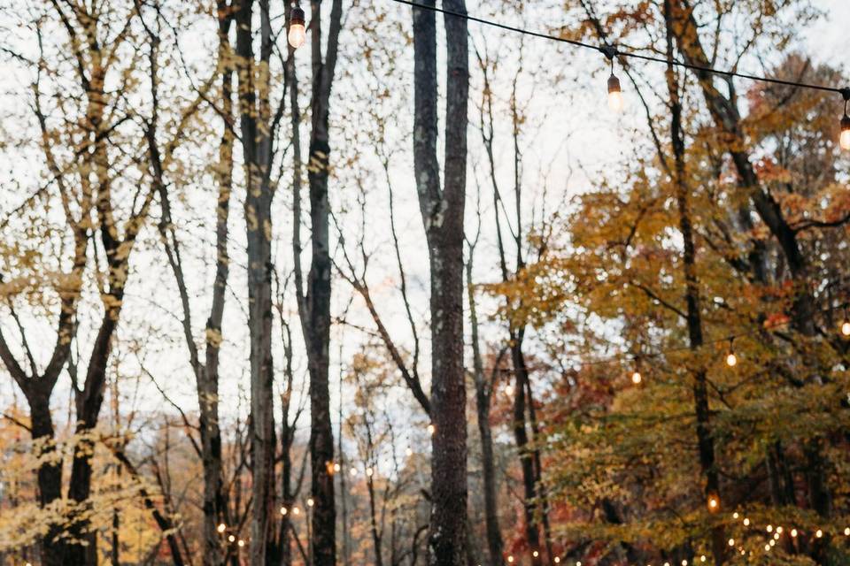 The Woods - Firepit