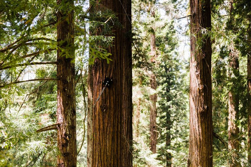 Redwoods Canopy Walk Elopement
