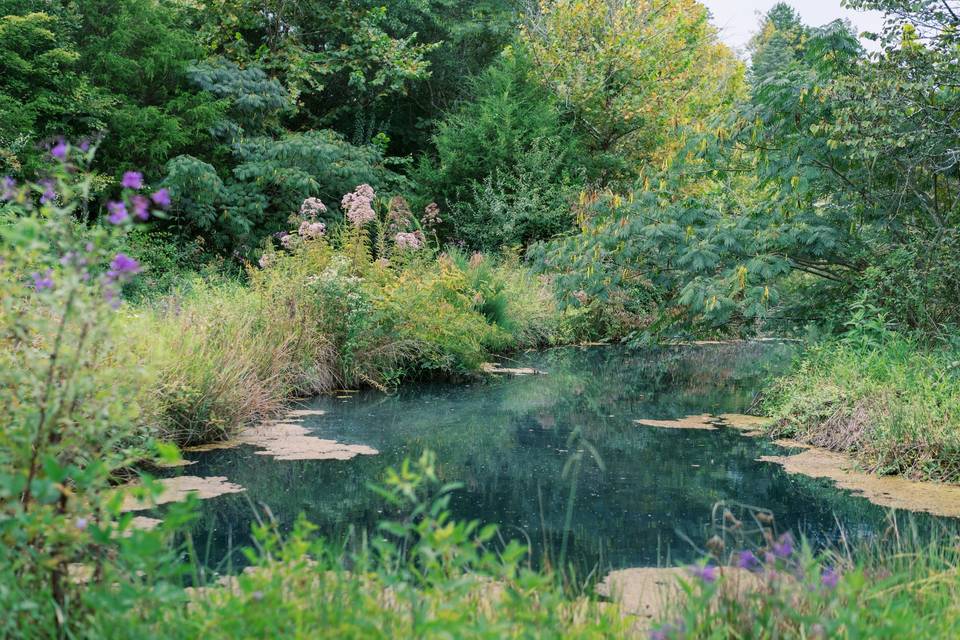 Pond #1