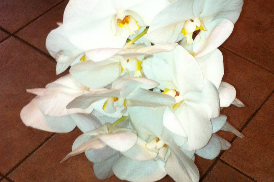 Flowers in Vieques