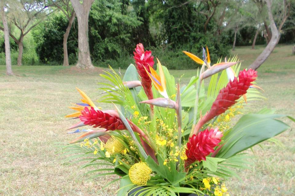 Flowers in Vieques