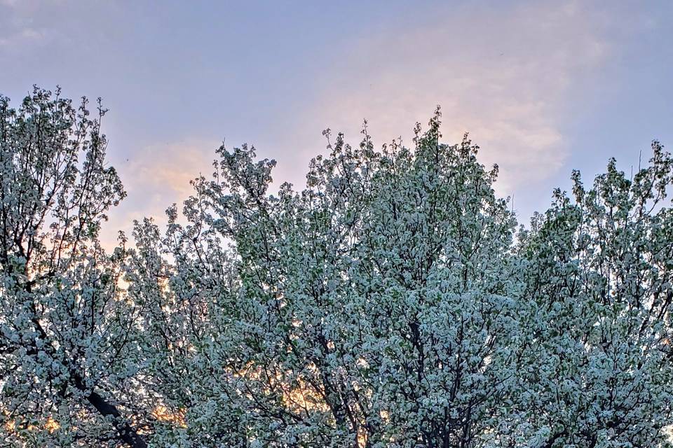 Spring Trees
