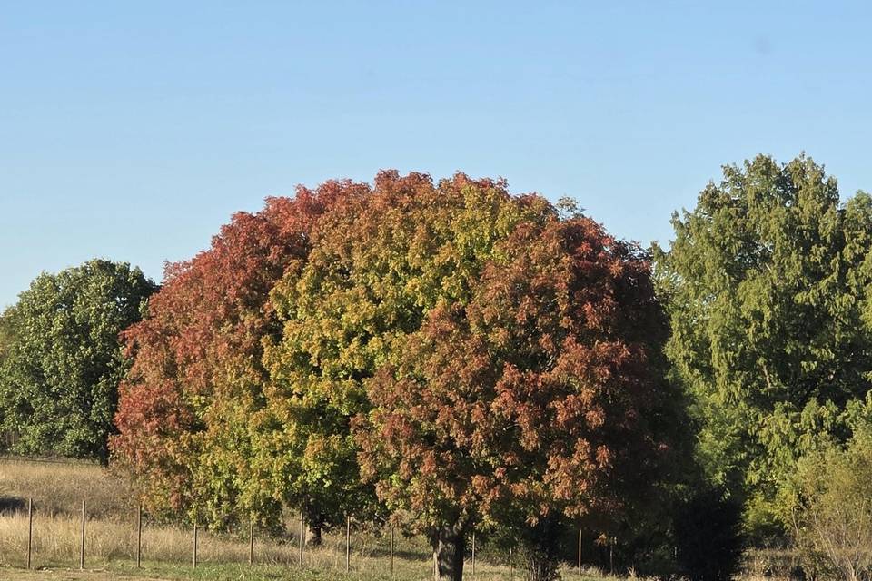 Fall Trees