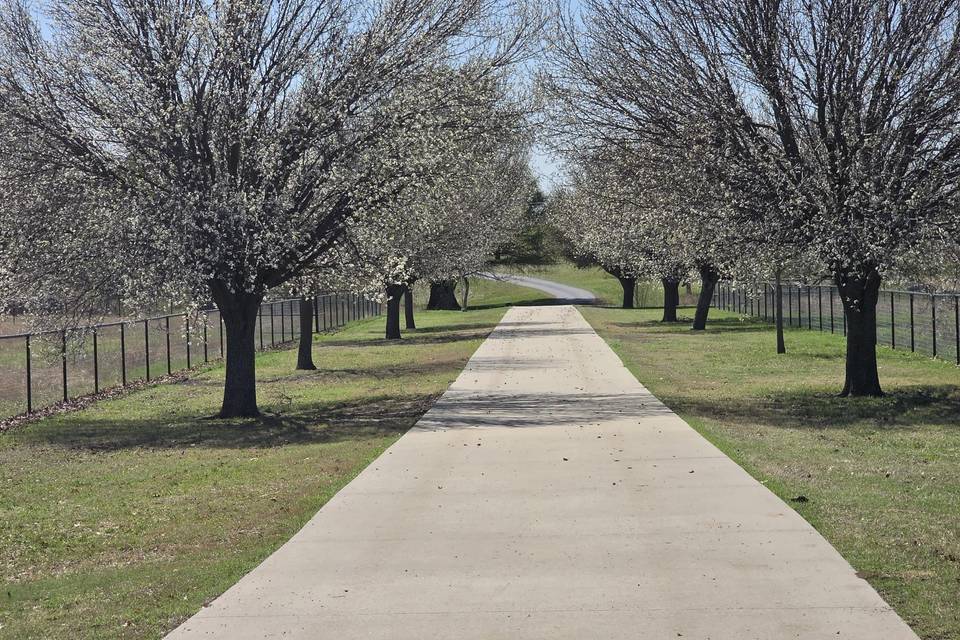 Beautiful Trees