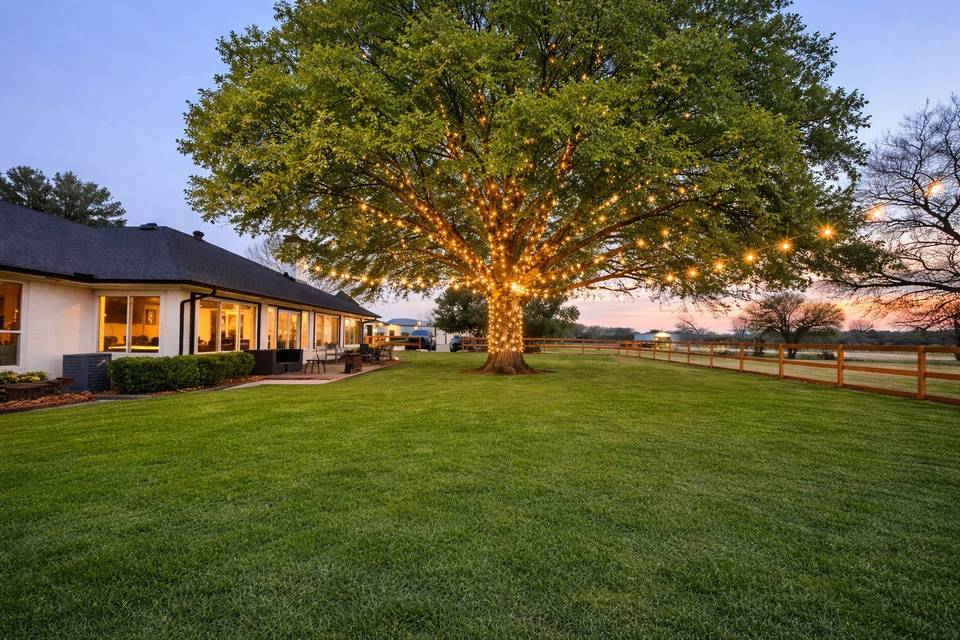 Beautiful Trees
