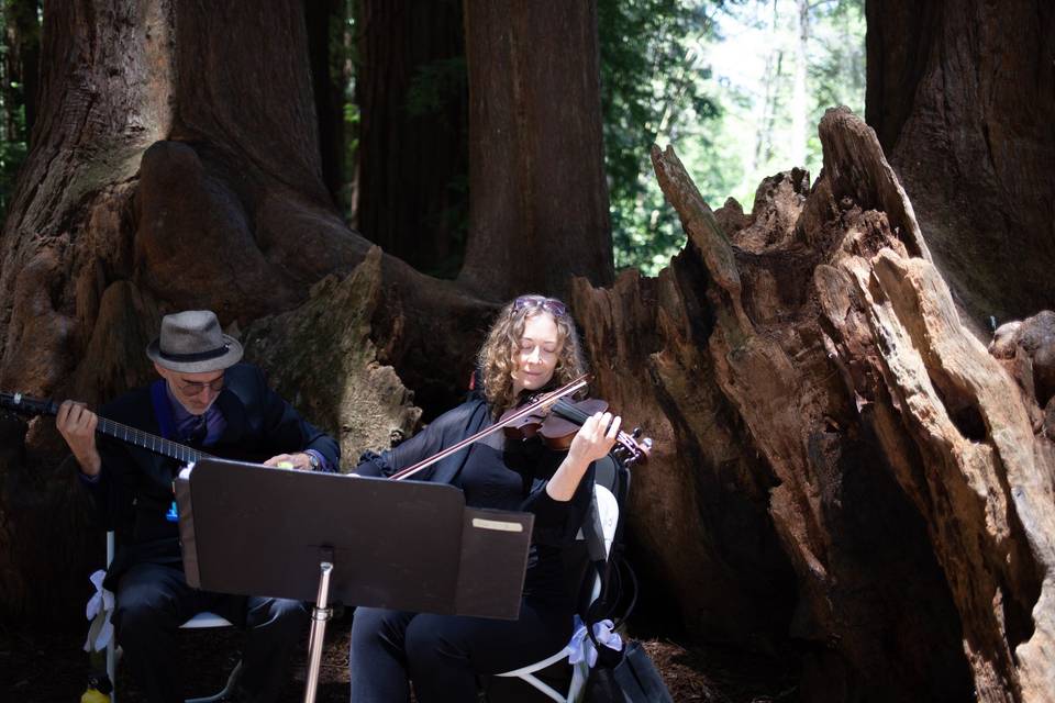 Violin-guitar in the Redwoods