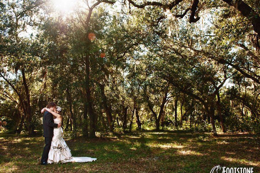 Canopy of Oaks