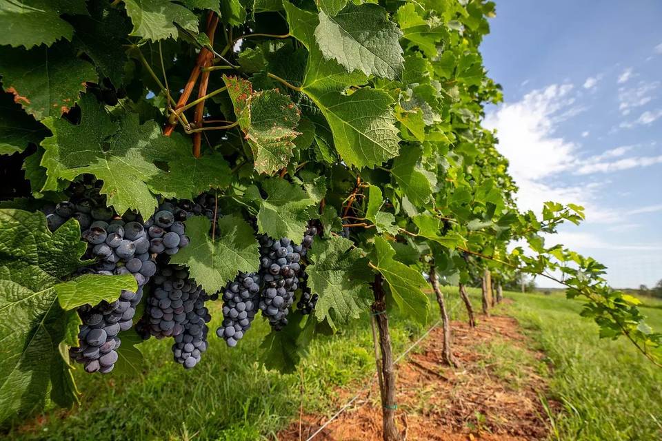 20 Acres of Vineyard On Site h