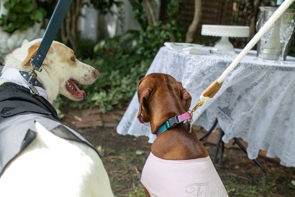 White Doe Inn Wedding Dogs