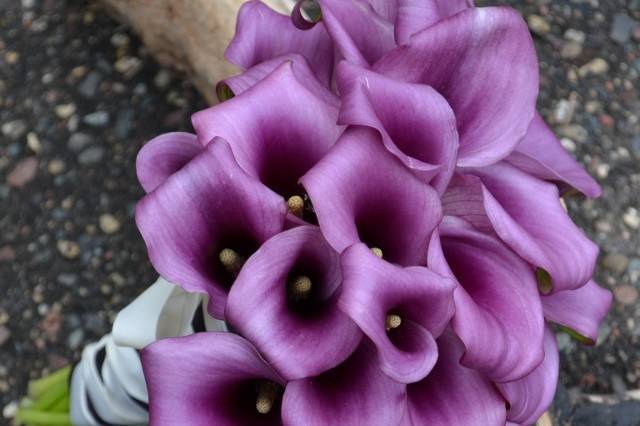 Purple flowers