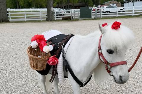 Mini Horse Bartenders
