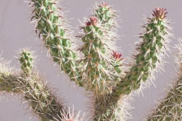 Best Buds Botanical