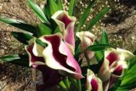 Best Buds Botanical