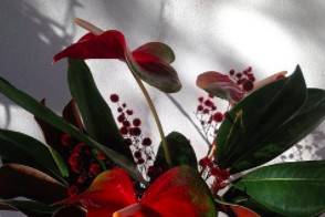 Best Buds Botanical