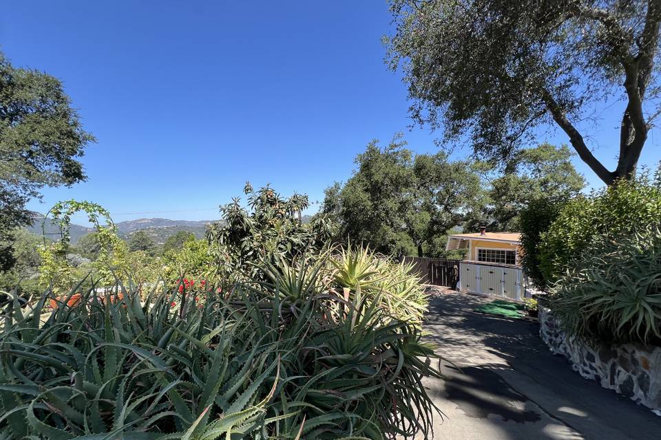 Topanga dreaming