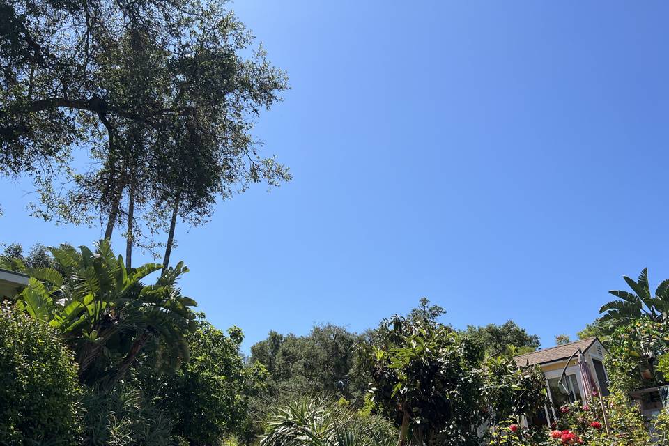 Topanga dreaming