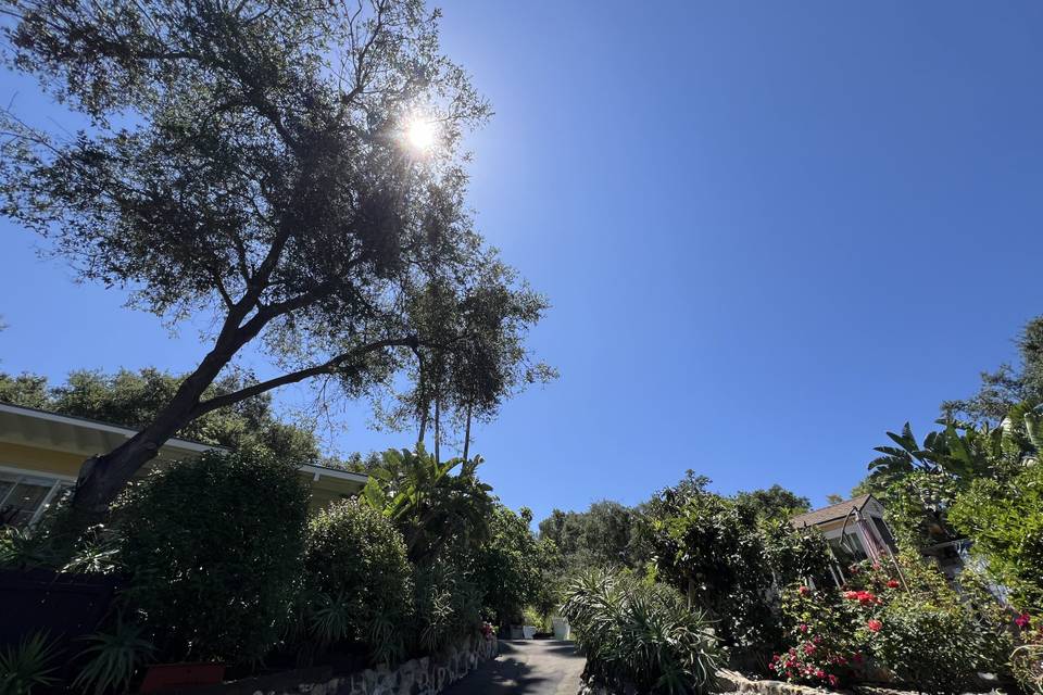 Topanga dreaming