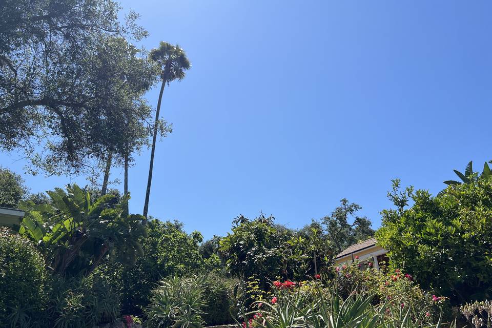 Topanga dreaming