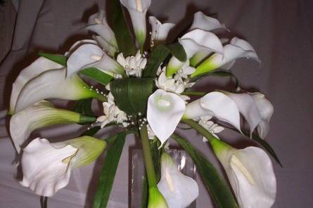 Callalily