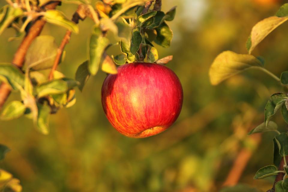 Apple
