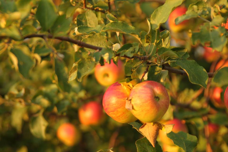 Apples