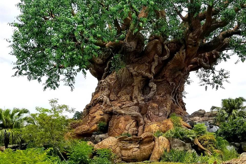 Tree of Life | Animal Kingdom