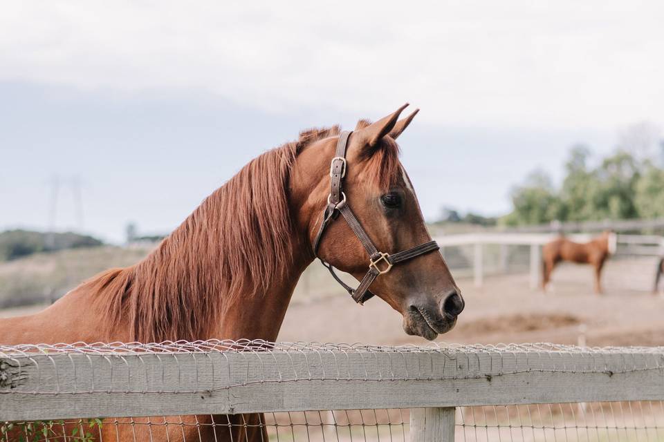 Varian Arabian Horses