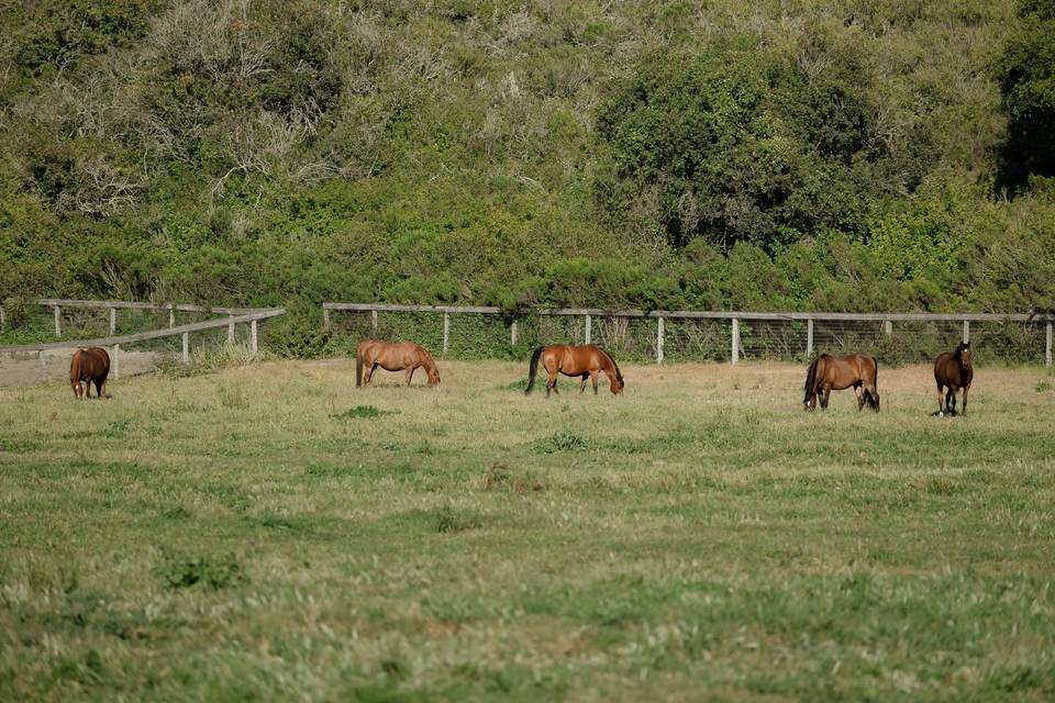 Varian Arabian Horses