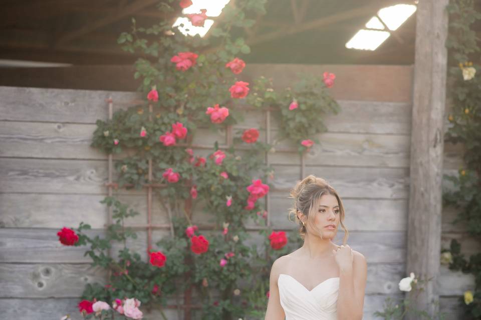 Rose Garden