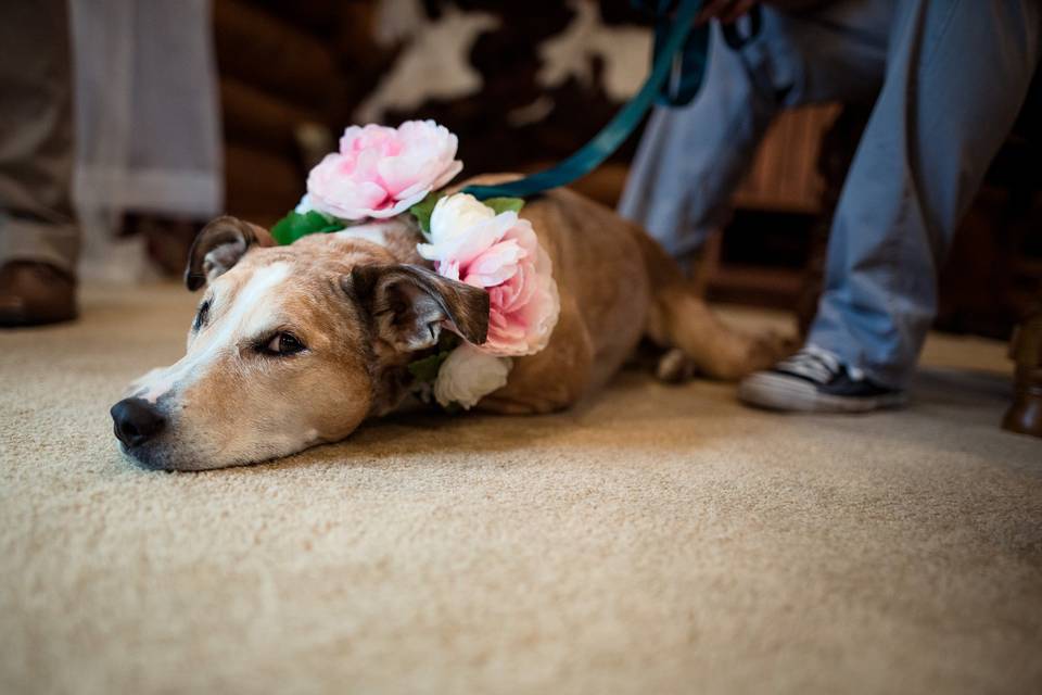 Lucy-Lou the Flower-dog