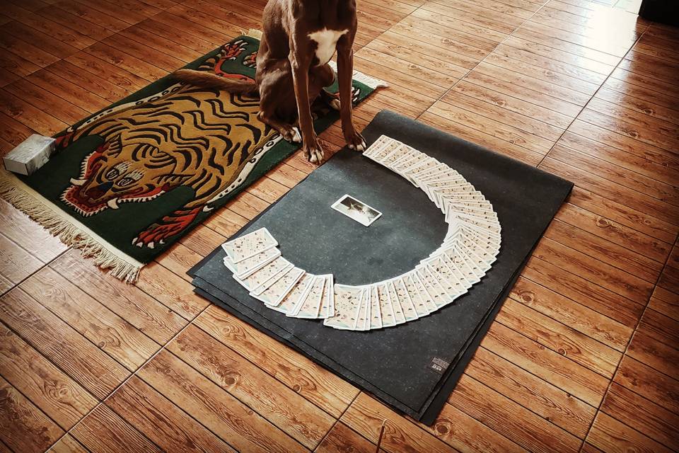 Frodo the tarot dog