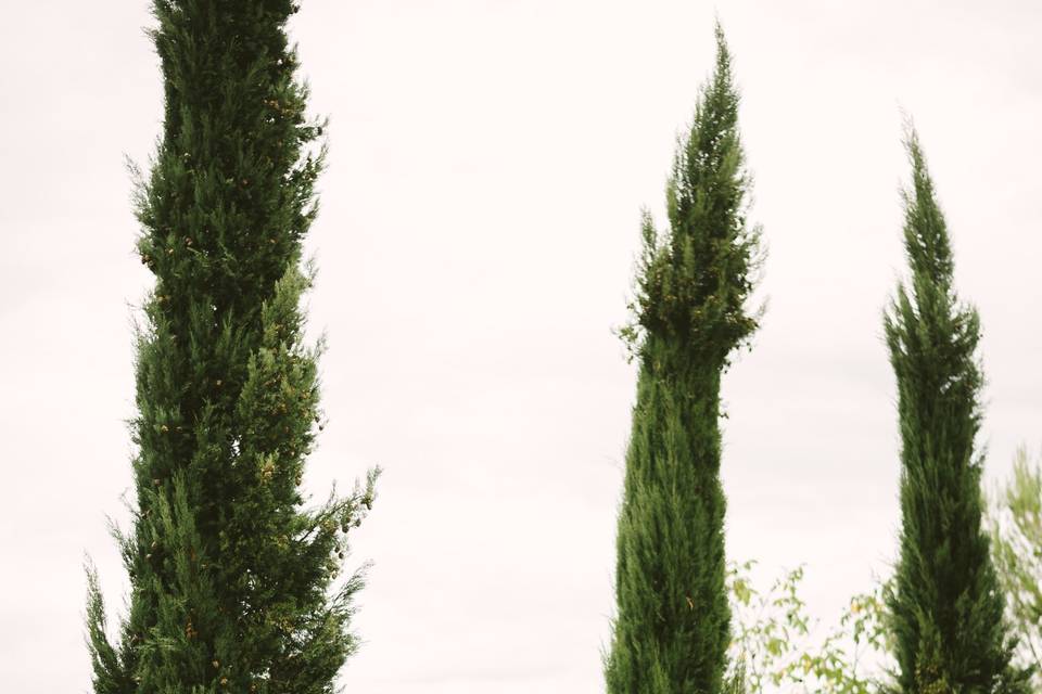 The Avenue of Cypresses