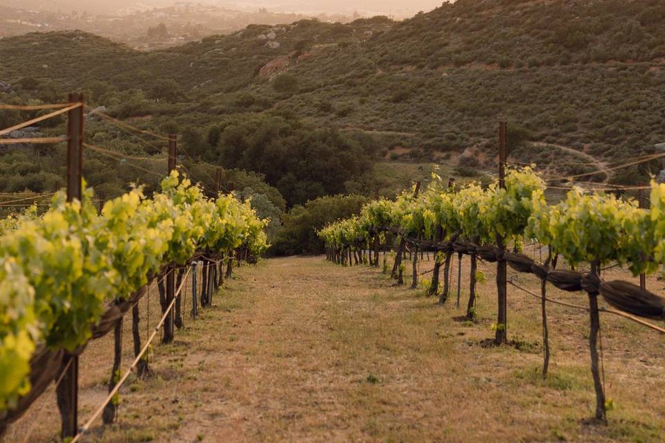 Vineyard