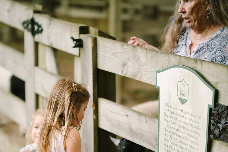 Access to Our Sheep