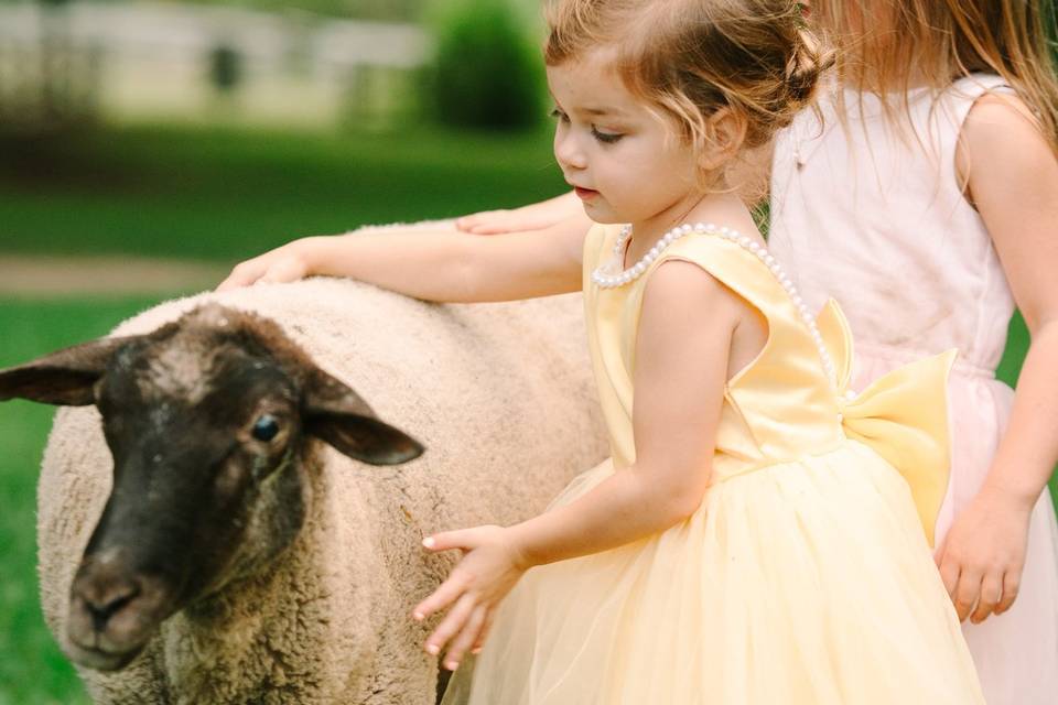 Seven Spring Sheep